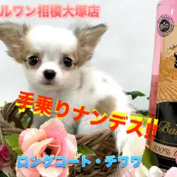 【 小さめチワワ 】直径16cmのカゴにスッポリ！手に乗るほど小さいチワワ！ No.814481