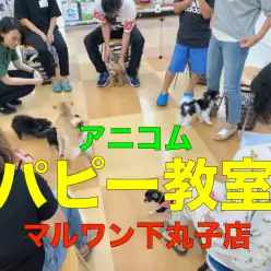 【パピー教室】マルワン✕アニコム合同イベント！下丸子店報告レポート！