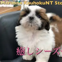 【 癒し シーズー 】マルワンスタッフが癒される♡激カワシーズーちゃんをご紹介！！  ペットショップ マルワン港北NT店（横浜市） 子犬情報 NO.311812