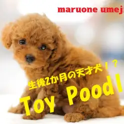 【 小さめトイ・プードル 】これぞ究極系！？最高の美をもつトイプードルが登場！No.119127