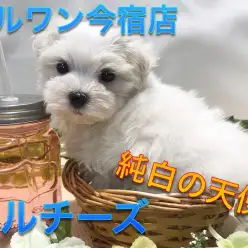 【 マルチーズ 】モフラー必見！留守番上手の純白の貴公子！NO.120128