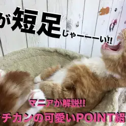 【 マンチカン特集 】「ラッコさん眠り」って知ってます？マニアが思うマンチカンの可愛いPOINTとあるある検証動画!!：マルワン大倉山店作