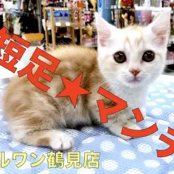 【 マンチカン 】The短足！！鶴見店自慢の超癒し系おっとりボーイ☆No.713593