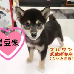 【 黒豆柴 】両親共に5kg台！キリッと賢いまろ眉ベイビー！！ 武蔵浦和店No.412719