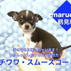 【 チワワ・スムースコート 】つるんっとしたフォルムが魅力！手乗りサイズのスムチーくん！鶴見店No.713598