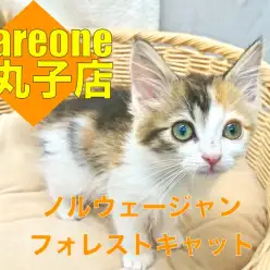 【 ノルウェージャンフォレストキャット 】猫好き店長イチオシ！明るく陽気なニャンコをご紹介します！下丸子店No.116284