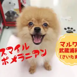 【 ポメラニアン 】成犬時予想体重2.5kgのスマイルポメくん！武蔵浦和店No.412716
