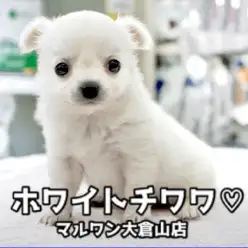 【 ホワイトチワワ 】この可愛さはウルトラ級！潤んだ真っ黒な瞳と白い被毛の最強コンボ炸裂! 大倉山店No.6130746