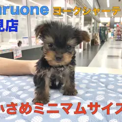【 極小ヨーキー 】手乗りミニマムサイズ！生後52日で377gのアンビリーバボーベイビー！鶴見店No.713596