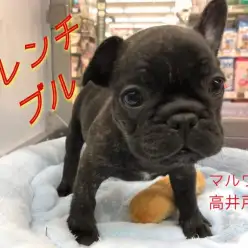 【 フレンチブルドッグ 】美しいブリンドルカラーの鼻ぺちゃ王子がやってきた!高井戸店NO.130068