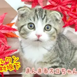 【 スコティッシュ・フォールド 】不動の人気者！たれ耳とまん丸お顔が可愛いネコ界のスーパースター！志村坂下店 No.914393