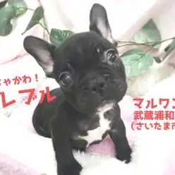 【 フレンチブルドッグ 】数少ない!大人気のぶちゃかわアイドル!!武蔵浦和店No.412732
