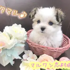 【 チワワ×マルチーズ（MIX） 】両親共に2kg台！！世界でオンリーワンの愛されミックス！！ 志村坂下店No.914386