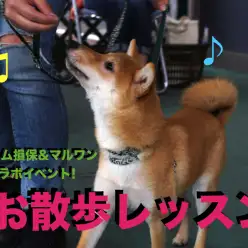 【 パピー教室・お散歩レッスン 】9/26開催!!アニコム損保&マルワンコラボイベント！大倉山店編
