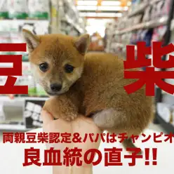 【 豆柴 】両親豆柴認定&パパはチャンピオン!!生後56日で驚異の860g！極小わんこ登場!!大倉山店No.6130742