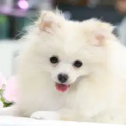 【 白ポメラニアン 】猿期終了でスーパーボリューミーに変身！トリプルAの美しい白ポメのご紹介！梅島店No.119107