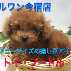 【 小さめ トイ・プードル 】生後55日で573g！タイニーサイズ・マズル短め・ドワーフ体型のおっとりガール♪今宿店NO.120133