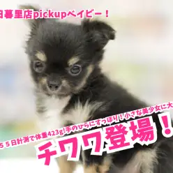 【 チワワ 】生後55日で体重423g!手のひらにすっぽり！小さな美少女に大注目！東日暮里店No.014236