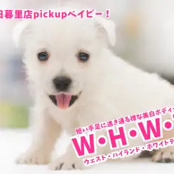 【 ウェスト・ハイランド・ホワイトテリア 】短い手足に透き通る様な美白ボディー！美しいウェスティーの決定版！（生後52日レビュー）東日暮里店No.014233