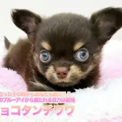 【 チワワ（ロングコート） 】目が合ったその時からあなたも虜に！！魅惑のブルーアイから放たれる目力は最強！本羽田店No.512562