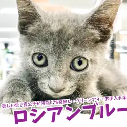 【 ロシアンブルー 】美しい蒼き貴公子が降臨！性格良し・グリーンアイ・お手入れ楽ちん！鎌ヶ谷店 No.117166