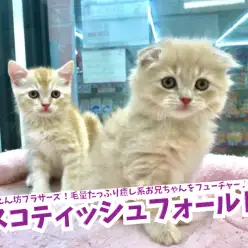 【 スコティッシュ・フォールド 兄編 】甘えん坊ブラザーズ!毛量たっぷり癒し系お兄ちゃんをフューチャー♪鎌ヶ谷店No.117171