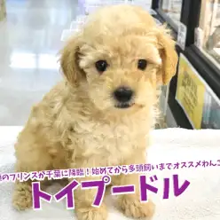 【 トイプードル 】小顔のプリンスが千葉に降臨！初めての方から多頭飼いの方までオススメのわんこ！鎌ヶ谷店No.117172