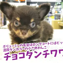 【 チョコタンチワワ 】ボリューミーな毛量！濃厚タンカラーの小さめわんこ♡ 鎌ヶ谷店No．117167