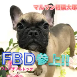 【 フレンチブルドッグ 】希少種・ペチャ顔・簡単お手入れ!究極の鼻ぺちゃアイドル登場! 相模大塚店No.814489