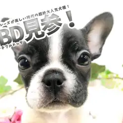 【 フレンチ・ブルドッグ 】一本ブレーズが美しい稀代の超絶大人気犬種!パイド・小さめ・最高ルックス! 相模大塚店No.814486