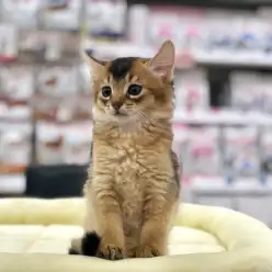 【 ソマリ 】顔も体も美しい！誰もが認めるTHE美ネコ♪港北NT店NO.311817