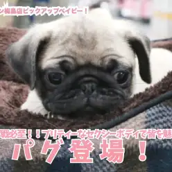 【 パグ 】争奪戦必至!!フォーンカラーのプリティーなセクシーボディで皆を魅了! 梅島店No.119130