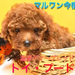 【小さめ トイ・プードル】生後56日で体重611g！タイニーサイズ予想のからあげプーがやってきた！今宿店NO.120137