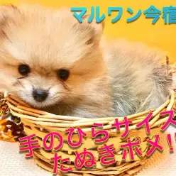 【 たぬきポメラニアン 】生後55日で542g！小さめ・マズル短めのおっとりベイビー♪今宿店NO.120136