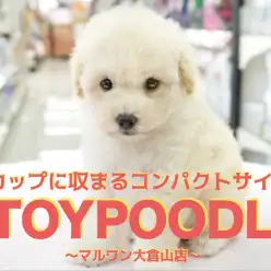 【 クリーム トイ・プードル 】生後53日で530gの小さめベイビー！カップに収まるコンパクトサイズ!大倉山店No.6130743