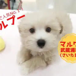 【 マルチーズ×トイプードル(MIX)】一番人気のミックス犬!その秘密は可愛さ・飼いやすさ・賢さ!!武蔵浦和店No.412730
