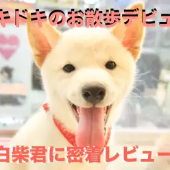 【 白柴 】ドキドキのお散歩デビュー！秘技「ヨイショ大作戦」を大公開！大倉山No.6130734