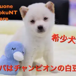 【 豆柴 】希少犬種!パパはチャンピオンの良血統の白き王子様!港北NT店NO.311825