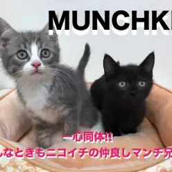 【 マンチカン兄×妹 】一心同体どんなときもニコイチの仲良しマンチ兄妹!!鶴見店No.713604&713605