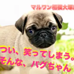 【 パグ 】つい、笑ってしまう。そんな魅力のパグちゃん。今癒されたい方必見！マルワン相模大塚店No.814491