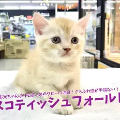 【 スコティッシュフォールド・弟編 】お兄ちゃんよりも濃いめのタビーに注目!さらふわ感が半端ない! 鎌ヶ谷店No.117170