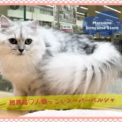 【 ペルシャ・チンチラ 】プロが育てた！イチオシの超美ネコをご紹介！！ペッツワン城山店NO.118245