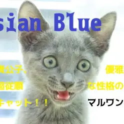 【 ロシアンブルー 】蒼き貴公子！優雅な姿とは裏腹に超従順な性格のビューティフルキャット！！梅島店No.119132