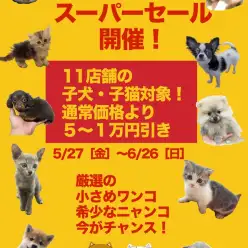スーパーセール開催中！（2016年5月27日〜6月26日）