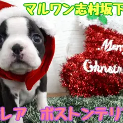 【 ボストンテリア 】激レア鼻ぺちゃワンコ！平成最後のクリスマスはボステリちゃんと一緒に！！志村坂下店NO.914401