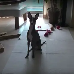 大倉山店卒業生「りりい」の驚愕パフォーマンス！