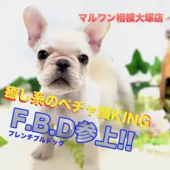 【 フレンチブルドッグ 】短頭種・ペチャ顔の癒し系が登場!表情豊かな写真満載！相模大塚店 No.814493