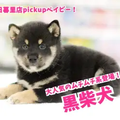 【 黒柴犬 】大人気のむっちむち柴ちゃん登場！：東日暮里店No.014238