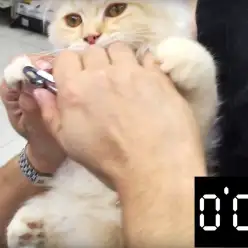 果たして1分でネコちゃんの爪切りはできるのか！？