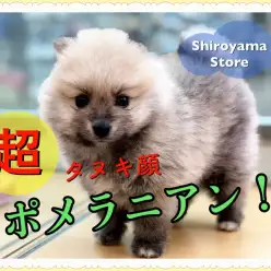 【超タヌキ顔 ポメラニアン】最強クラス登場！城山と言えばやっぱりタヌキポメでしょ！